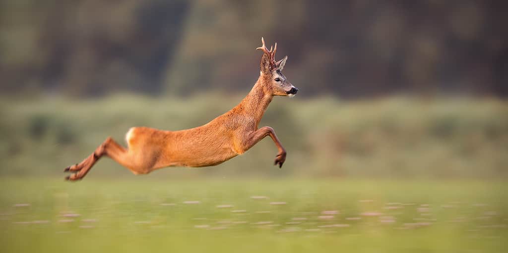 Un cervo corre attraverso un campo