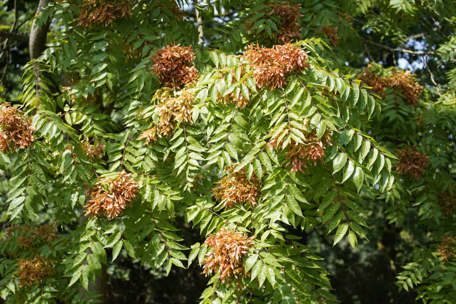 Ailanthus altissima comunemente noto come albero del paradiso, ailanthus, albero della vernice, o in cinese come chouchun è un albero deciduo della famiglia delle Simaroubaceae.  Hannover - Herrenhausen, Germania.