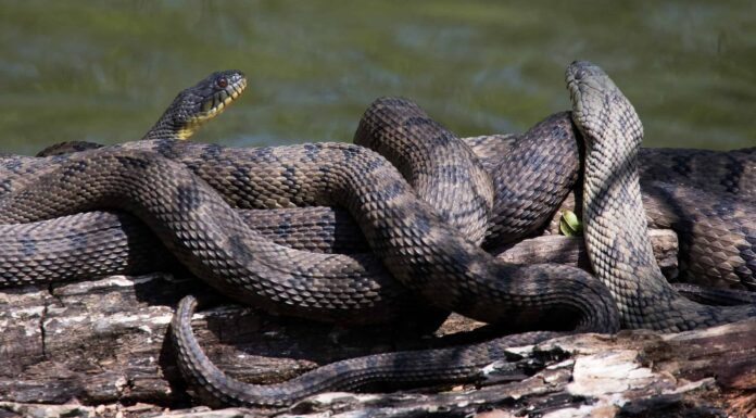 Scopri 11 serpenti d'acqua trovati nelle acque della Louisiana
