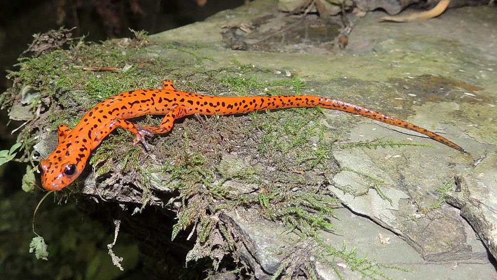 Un primo piano di una salamandra pezzata rossa e nera.