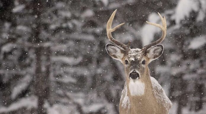 Cervo dalla coda bianca nella neve