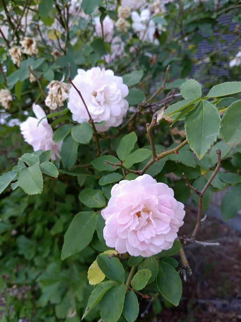 Marie Daly Rose rosa, bellissimo cespuglio fiorito