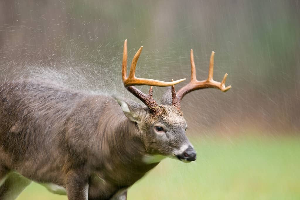 Un grande cervo dalla coda bianca che scrolla di dosso la pioggia in un prato aperto durante una tempesta di pioggia nel Parco Nazionale delle Montagne Smoky.  Sfocatura del movimento dalla bassa velocità dell'otturatore