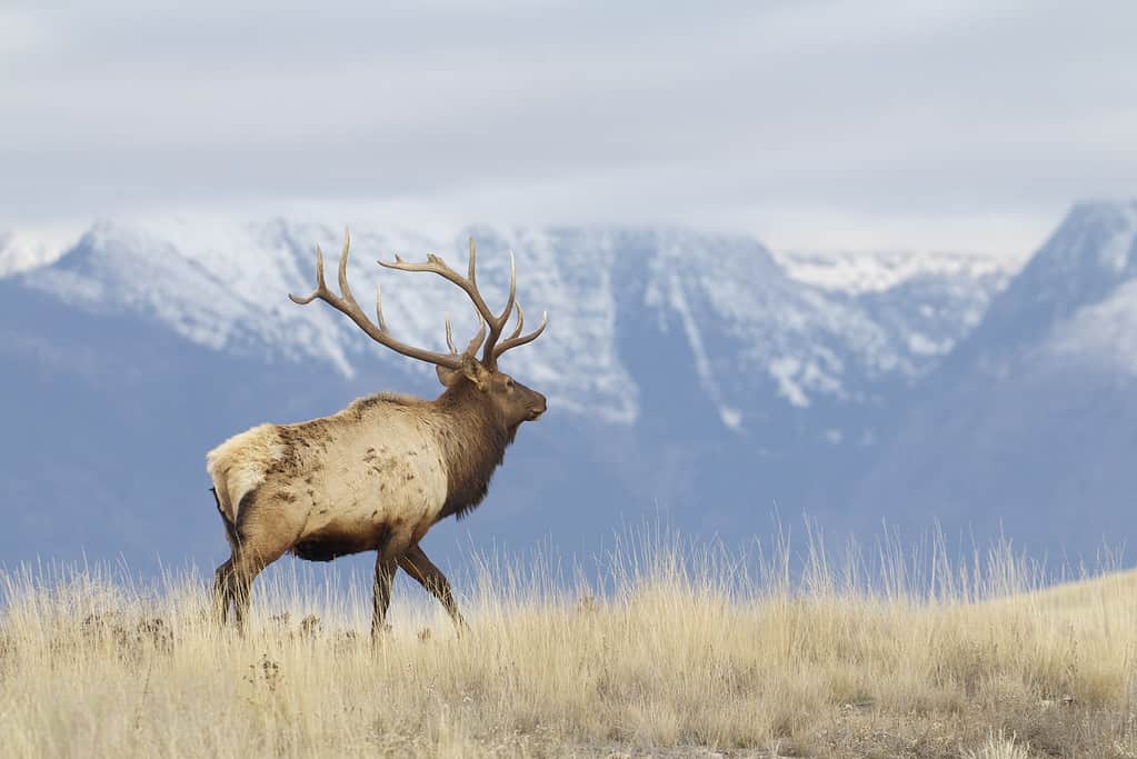 Rocky Mountain Elk, Cervus canadensis, addio al celibato che cammina con cime innevate e habitat alpino sullo sfondo;  ritratto ambientale