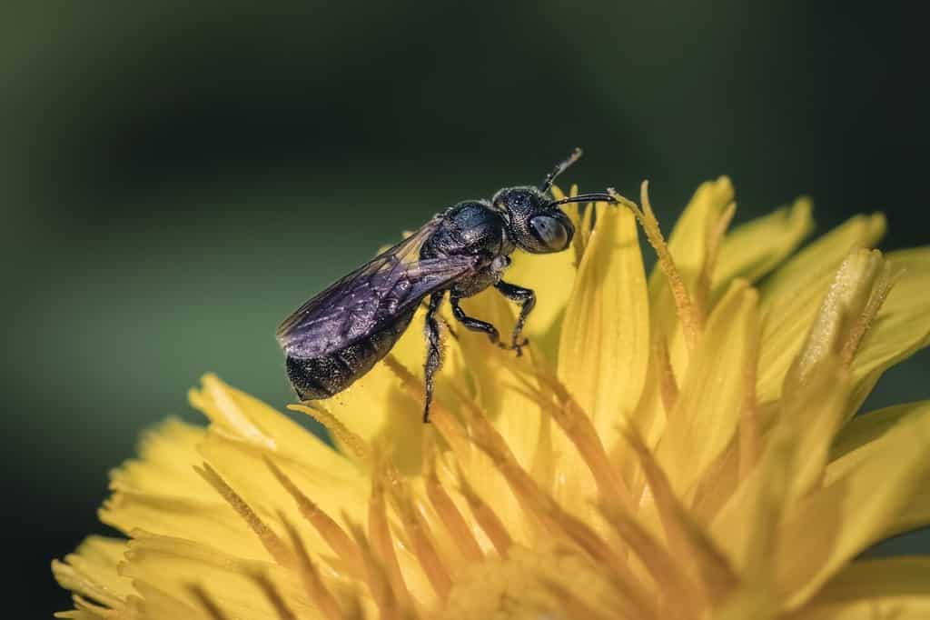 Piccola piccola ape da carpentiere (genere Ceratina) che impollina e foraggia su un fiore giallo di tarassaco giallo, Long Island, New York, Stati Uniti.