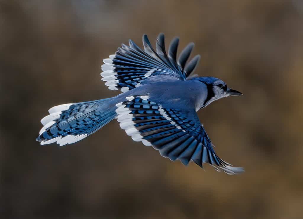 Una ghiandaia azzurra in volo