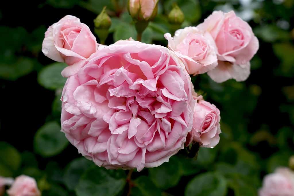 Un singolo fiore della rosa rampicante rosa 'Cenerentola' (KORfobalt).  Allevato da Kordes Roses.