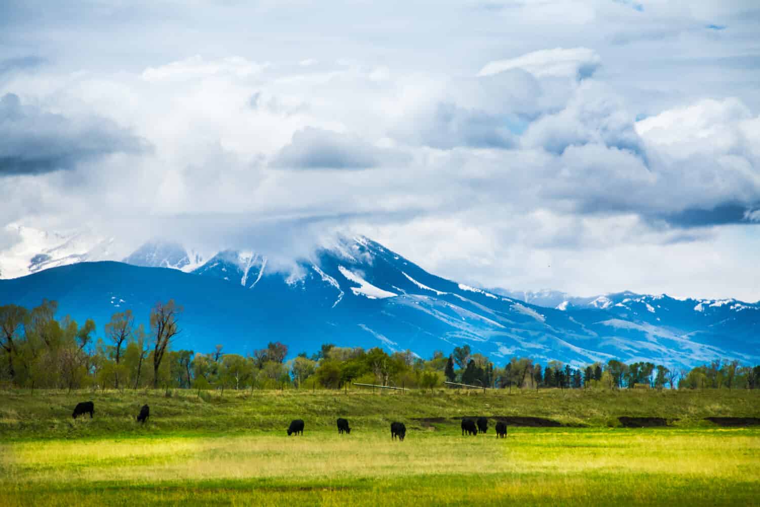 Basse nuvole sospese su Paradise Valley, tra Bozeman Montana e Livingston Montana.  Il bestiame sta pascolando.  Belle montagne blu profonde e pascoli verdi.
