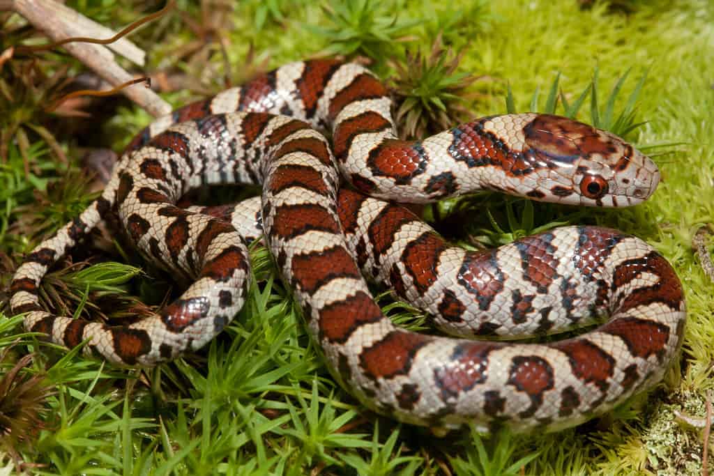 Fotografia ravvicinata di un serpente del latte orientale sull'erba.