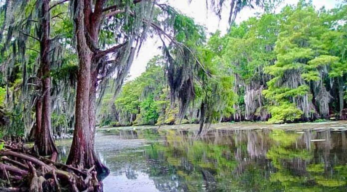 Scopri i 3 animali più pericolosi in agguato nei laghi e nelle paludi della Louisiana
