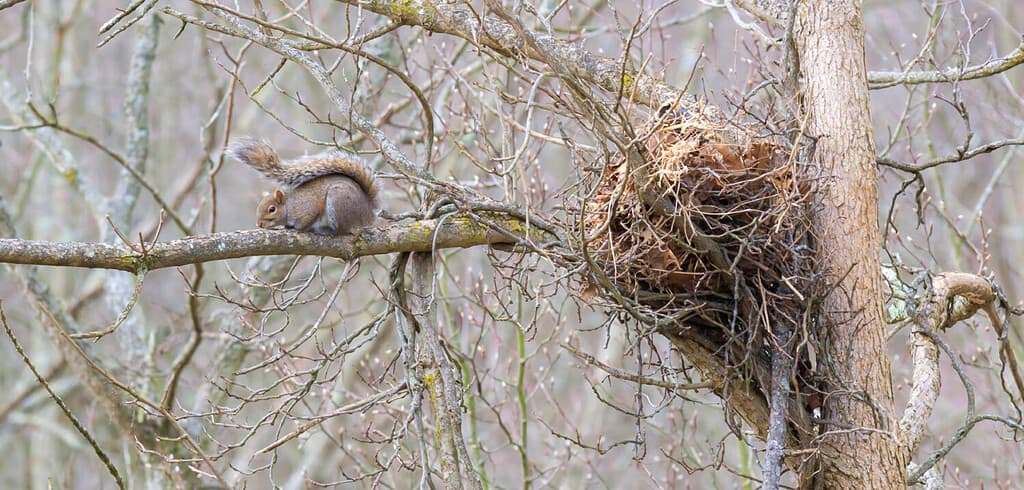 Scoiattolo grigio del Kentucky seduto vicino al suo grande nido su un albero alto e un ramo Fotografia della fauna selvatica urbana in inverno 20109