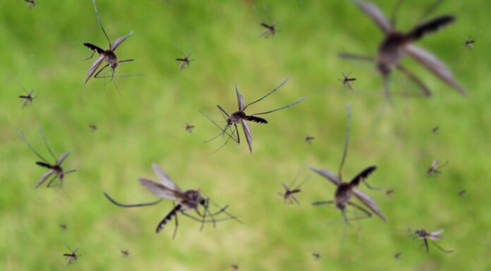 Scopri i 5 tipi di zanzare destinati a invadere il Mississippi
