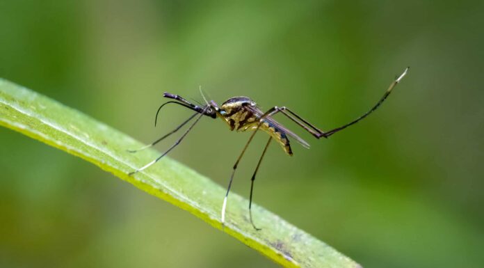 Scopri i 5 tipi di zanzare destinati a invadere la Carolina del Sud
