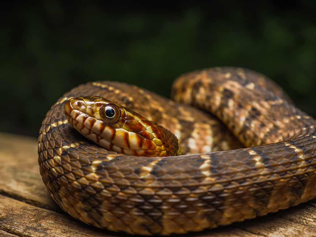 Nerodia erythrogaster - Serpente d'acqua dal ventre piatto