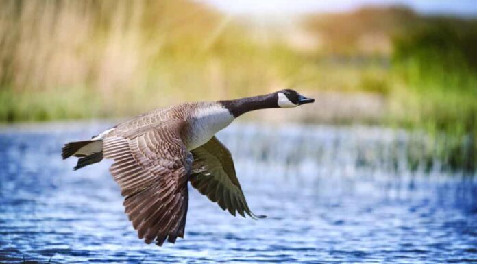 Cornice centrale: Canada Goose che vola sull'acqua.  Le ali dell'oca sono grandi e spiegate.  L'oca sta volando bassa, così bassa che la sua ala è quasi nell'acqua blu ardesia.  L'oca è grigia e marrone con un lungo collo nero e una testa nera, con una gola bianca.  Sfondo esterno naturale fuori fuoco.