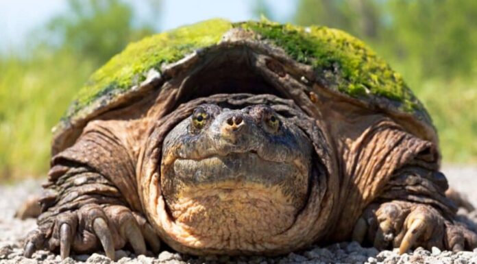 Tipi di tartarughe di stagno - Tartaruga azzannatrice, mostra un primo piano di una tartaruga gigante che si trova nella ghiaia.