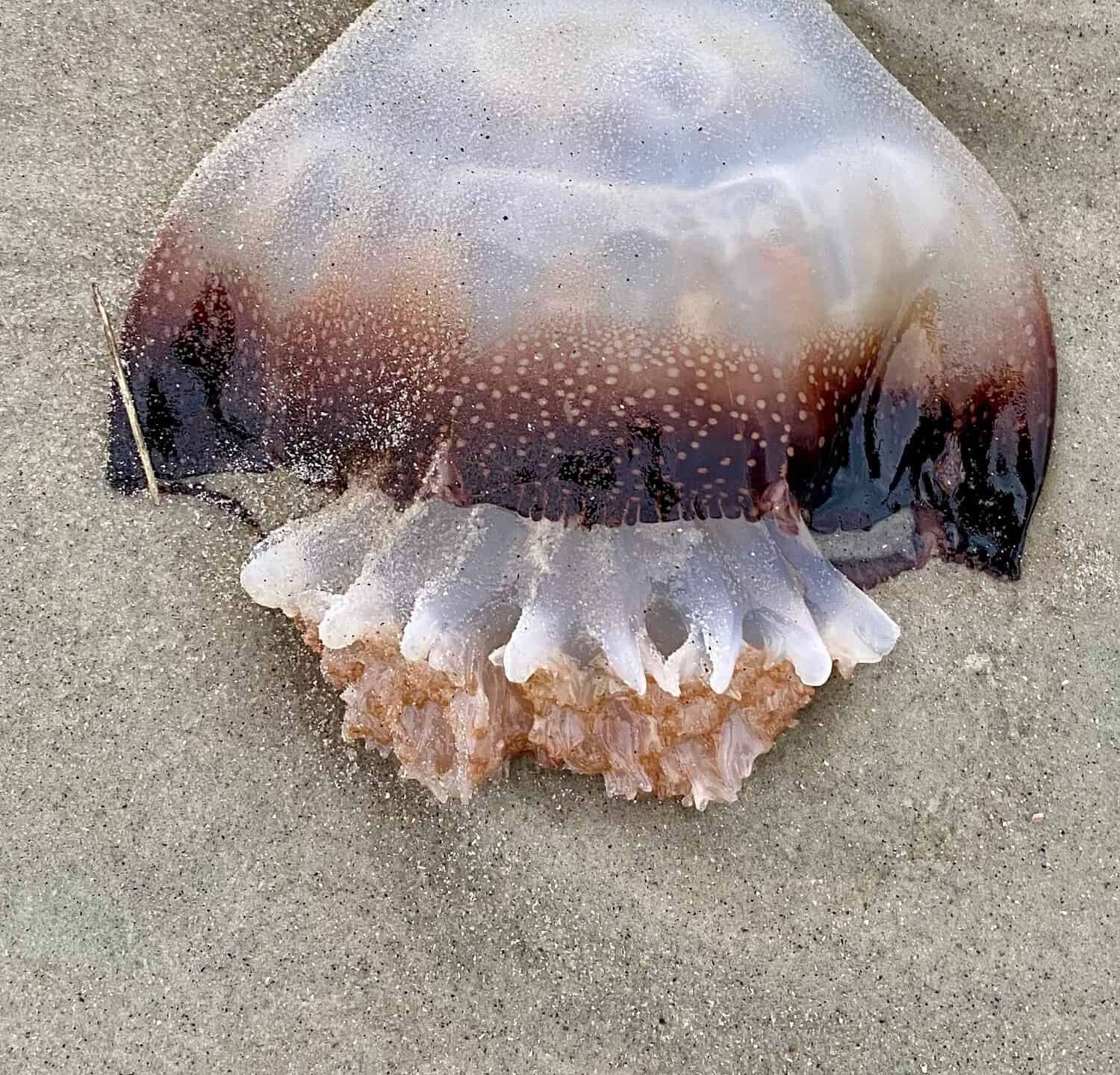Cannonball Jellyfish si è arenata sulla spiaggia appartata di Hilton Head