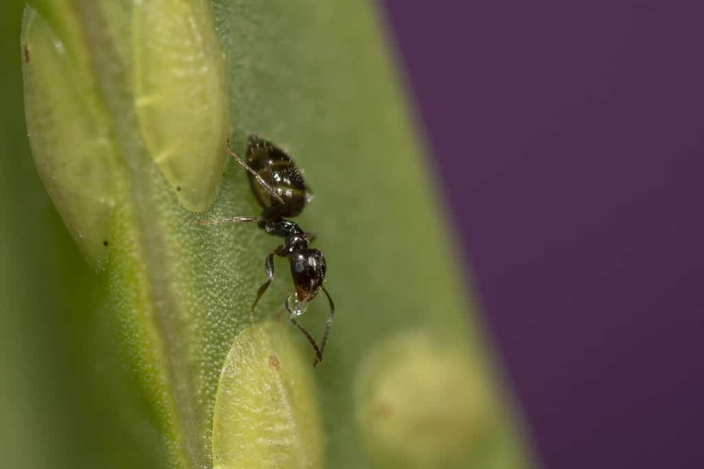 Una ripresa macro di una formica brachymyrmex su una pianta verde
