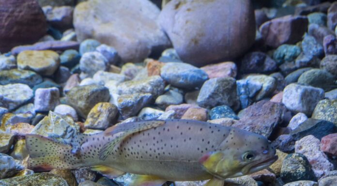 Scopri il pesce ufficiale dello stato dell'Arizona (e dove puoi catturarlo quest'estate)
