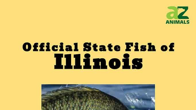 Scopri il pesce ufficiale dello stato dell'Illinois
