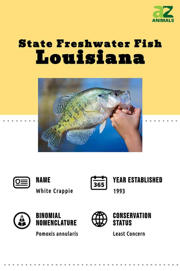 Pesce di stato della Louisiana