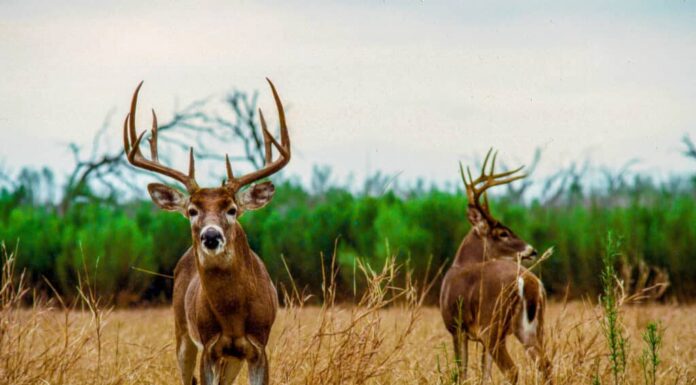 Scopri il più grande cervo dalla coda bianca mai catturato nel Tennessee
