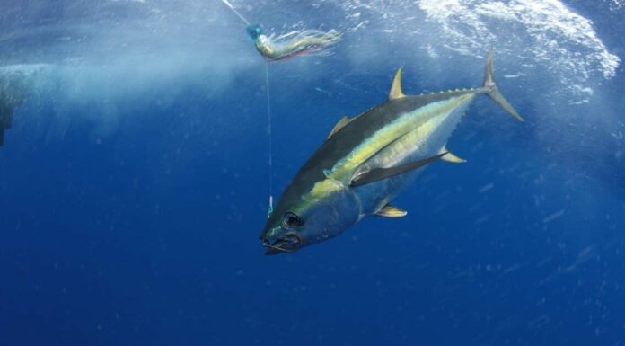 Scopri il più grande tonno pinna gialla mai catturato in California
