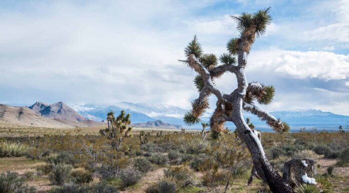 Joshua Trees in fiore a Beaver Dam Wash National Conservation Area, Norther Mojave Desert, Utah.