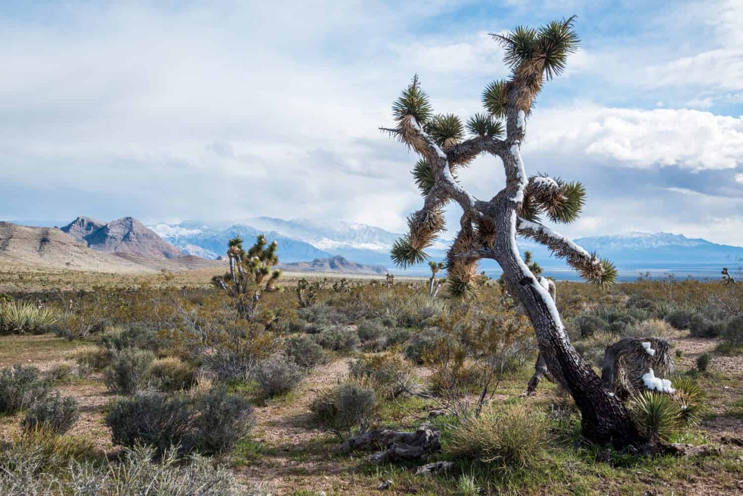 Joshua Trees in fiore a Beaver Dam Wash National Conservation Area, Norther Mojave Desert, Utah.