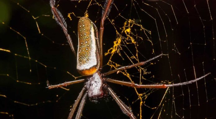 Marbled cellar spider, Holocnemus pluchei