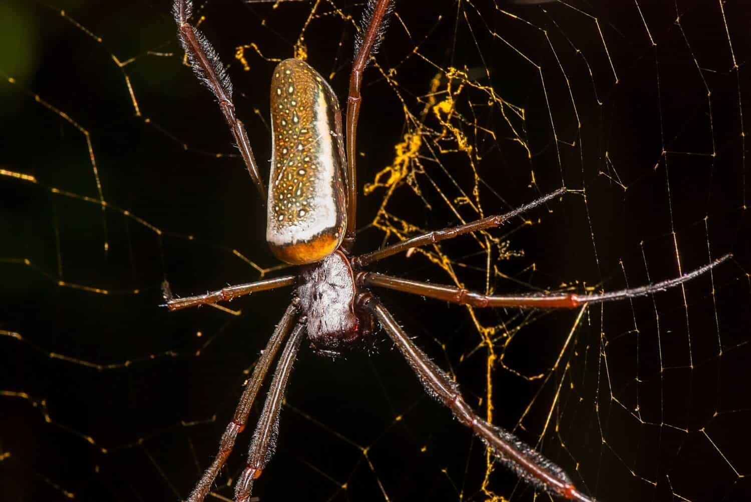 Un ragno tessitore di orb che costruisce una rete intricata nella Foresta Atlantica. 