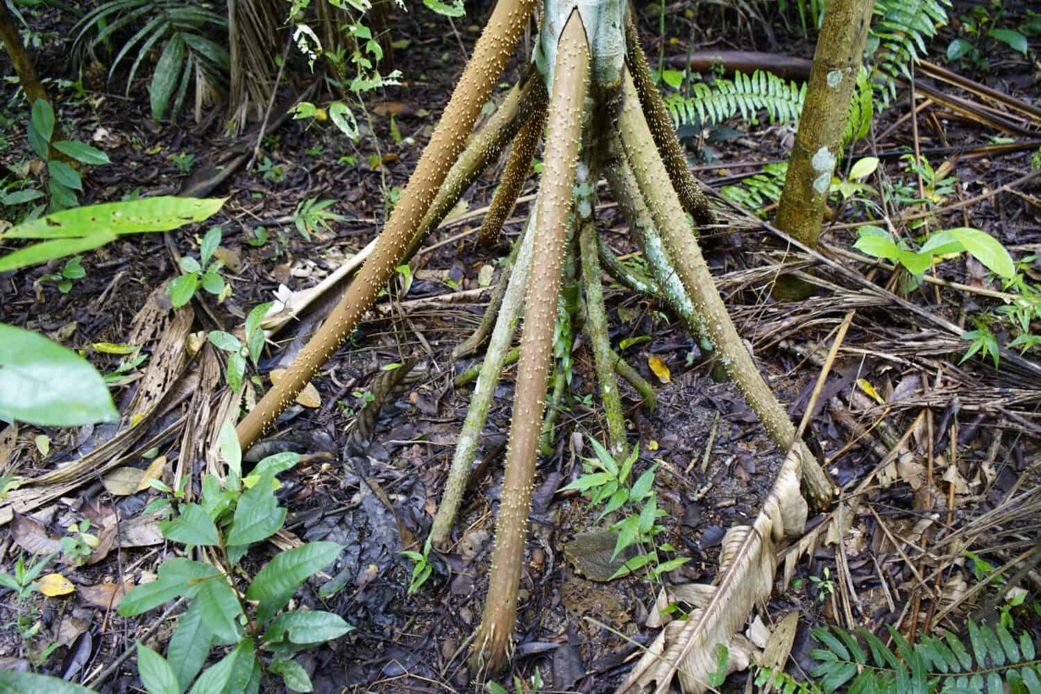 Socratea exorrhiza, la palma che cammina o cashapona, è una palma originaria delle foreste pluviali dell'America centrale e meridionale tropicale.  Famiglia delle Arecaceae.  Foresta amazzonica, Brasile.