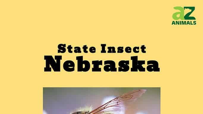 Infografica sugli insetti dello stato del Nebraska