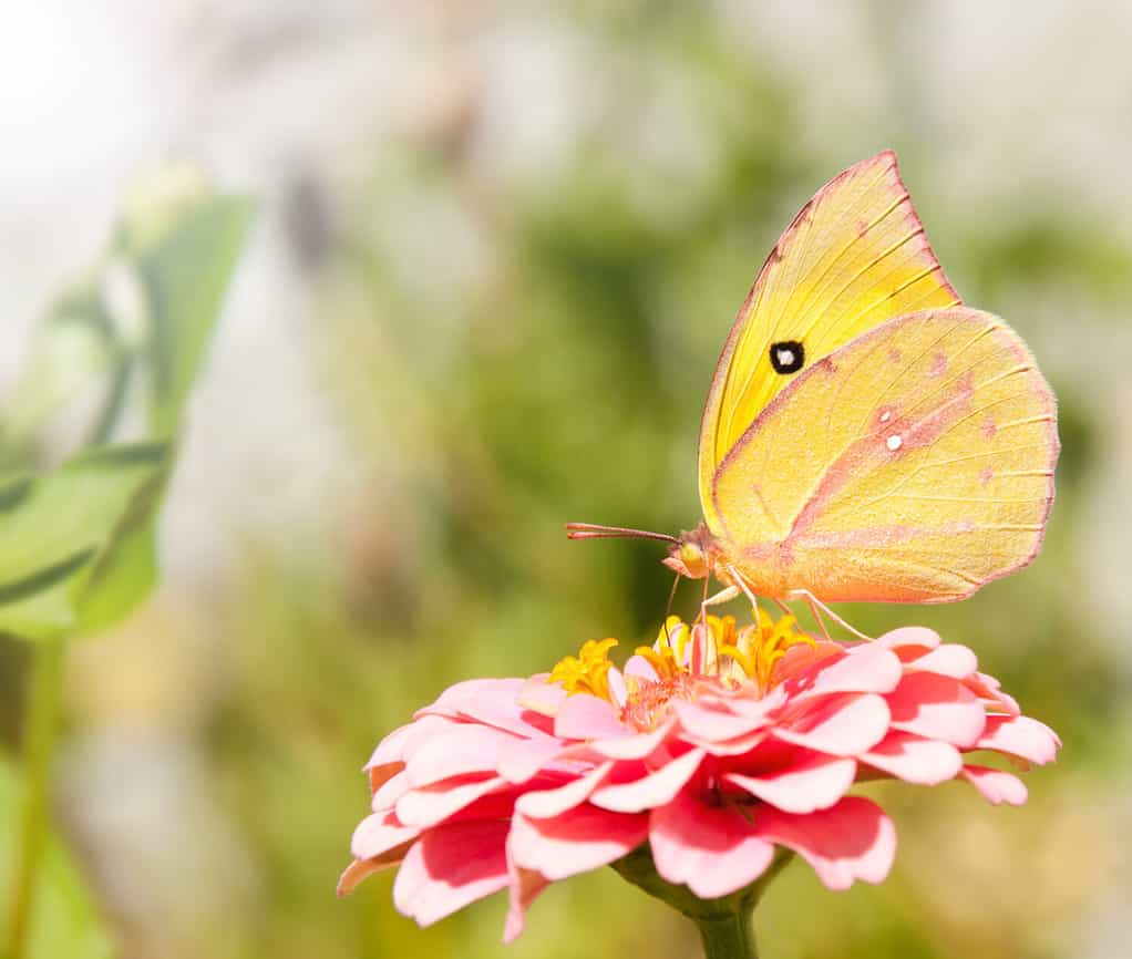 Bella farfalla Dogface meridionale, Colias cesonia, che si nutre di un fiore rosa Zinnia