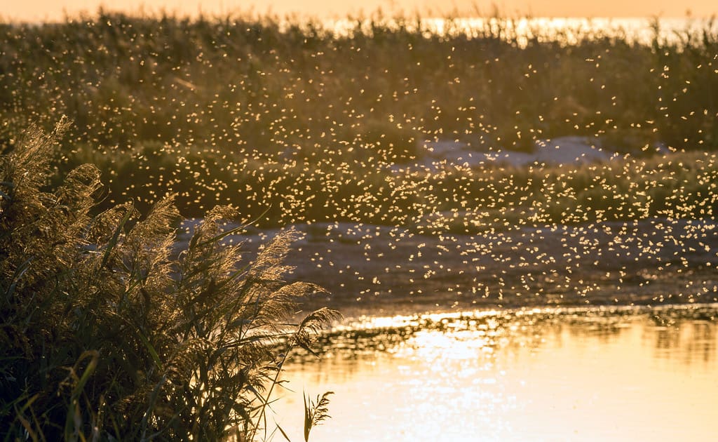 Uno sciame di zanzare dell'Alaska vicino alle canne sullo stagno nella luce di fondo del sole al tramonto.