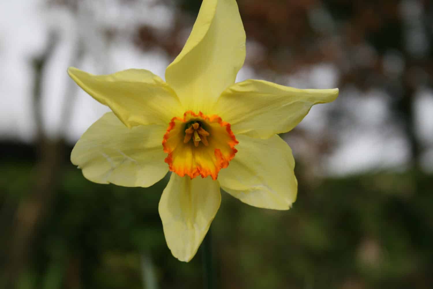 Specie di narciso in fiore 'fiamma del bagno'