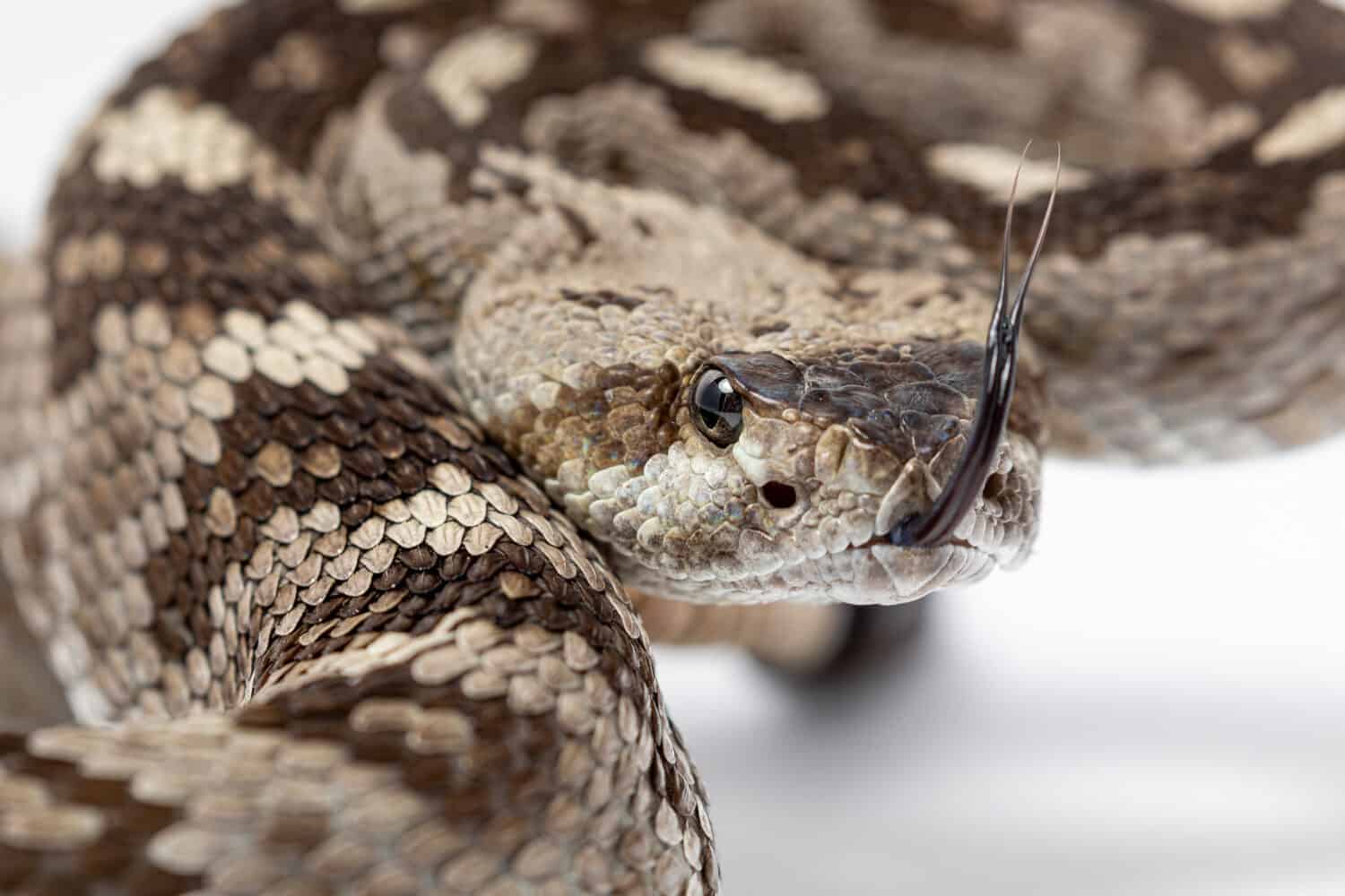 Ornato Rattlesnake dalla coda nera, Crotalus ornatus isolato su sfondo bianco