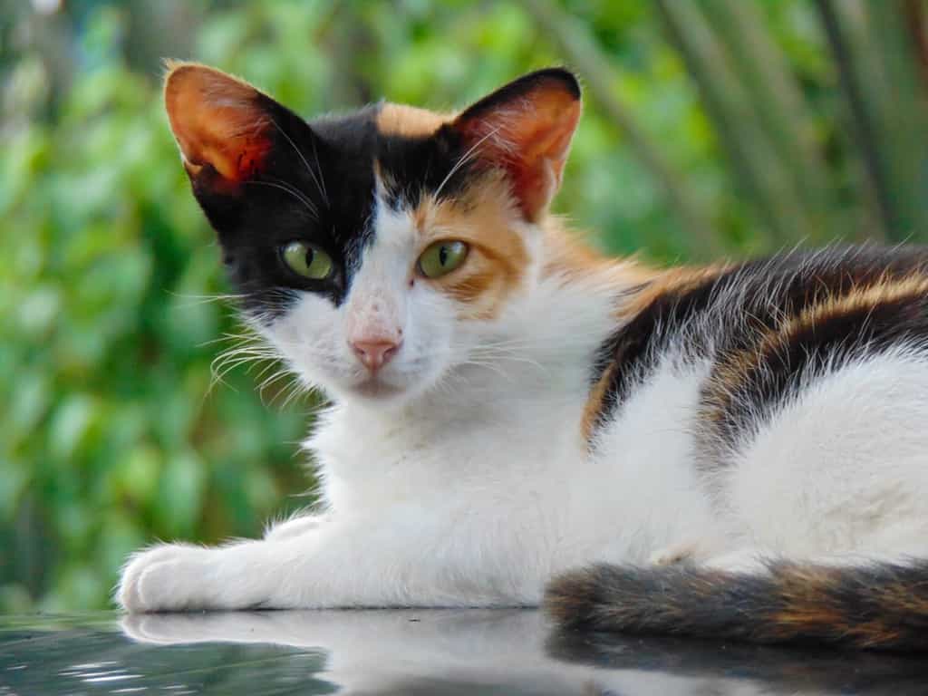 Calico gatto o faccia di gatto tricolore nel dettaglio girato.  Questo gatto tartarugato ha tre colori: bianco, nero e arancione.