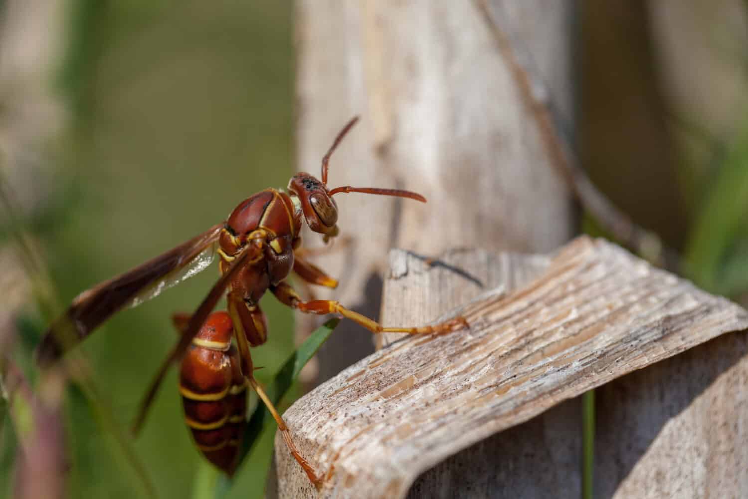 Macro vide laterale di vespa di carta su foglia marrone