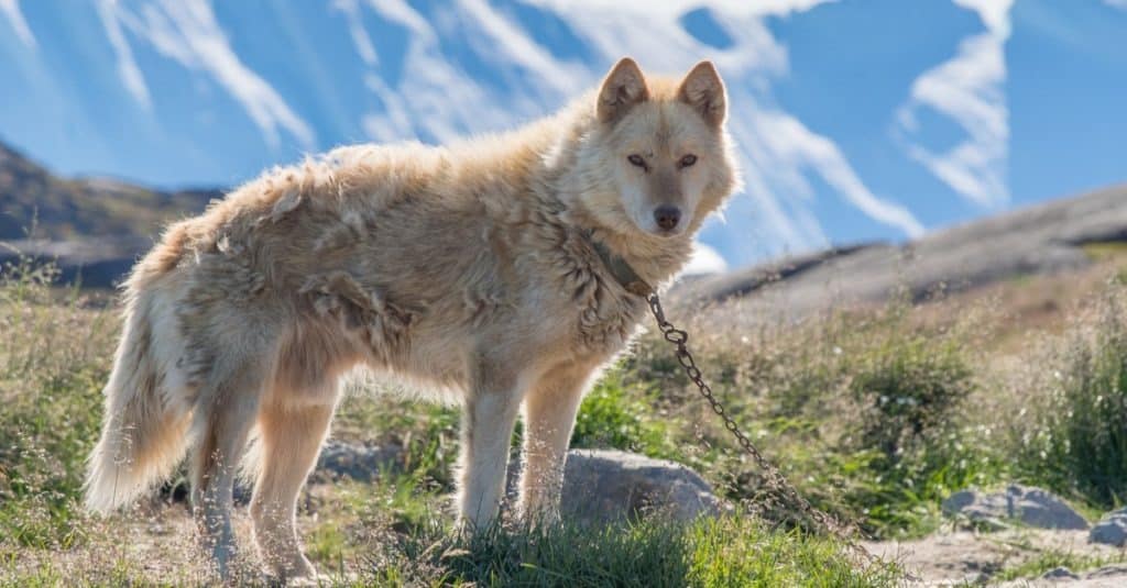 Un cane da lavoro husky della Groenlandia pallido è incatenato alla roccia