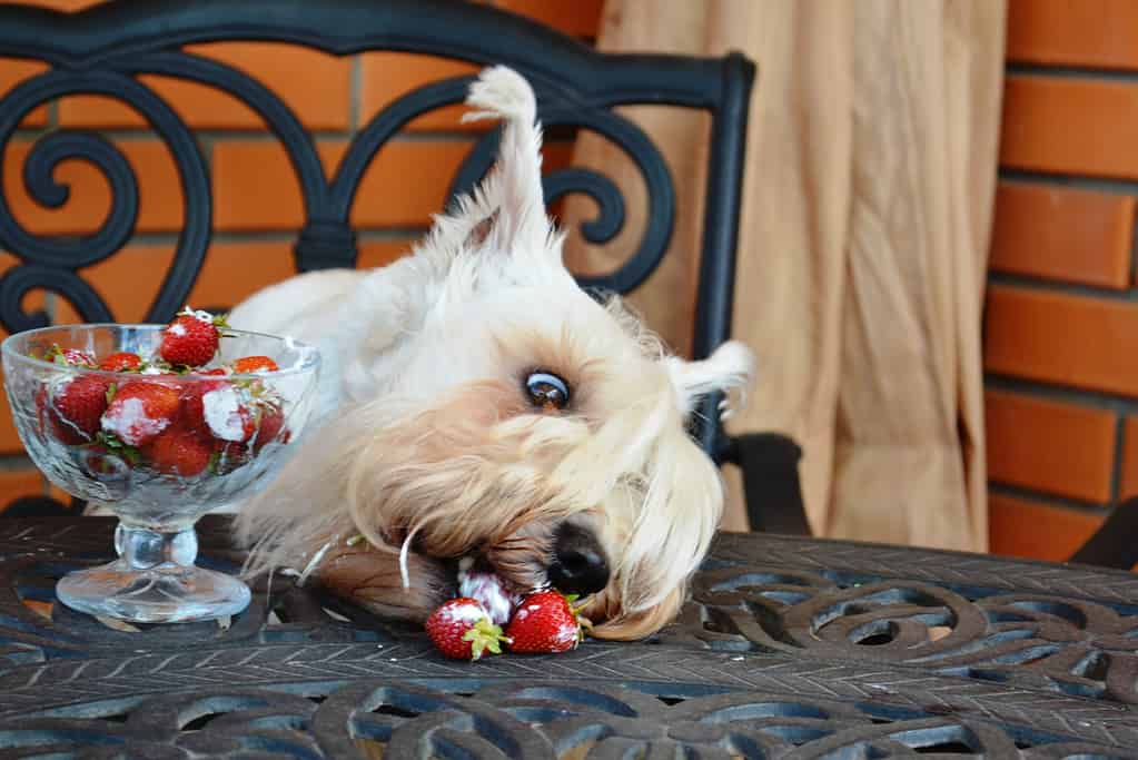 Lo schnauzer crema ruba la fragola dal tavolo in ferro battuto