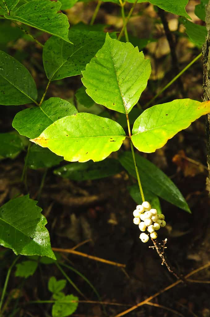 Piante di edera velenosa che crescono nella foresta - pianta velenosa comune in Nord America
