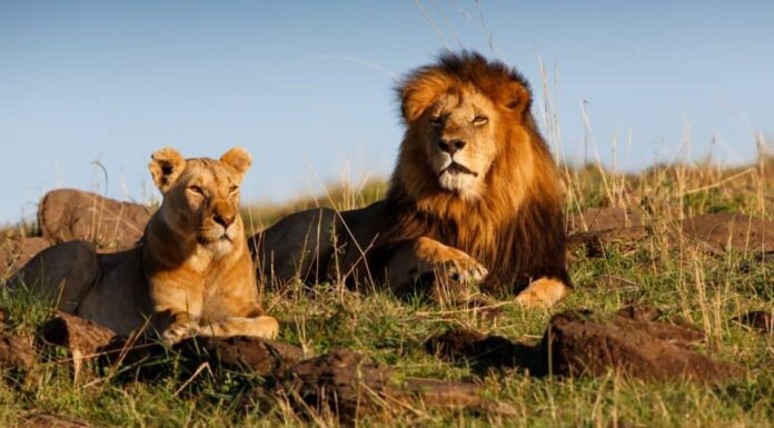 Wildlife Battle: Raw Video cattura il leone dimostrando che è il re della catena alimentare
