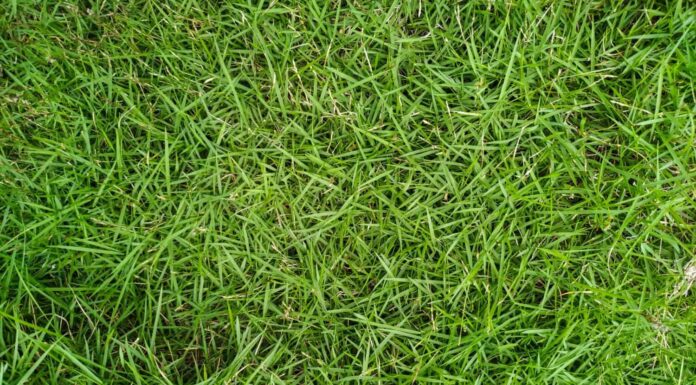Scopri i 7 migliori tipi di erba che crescono all'ombra
