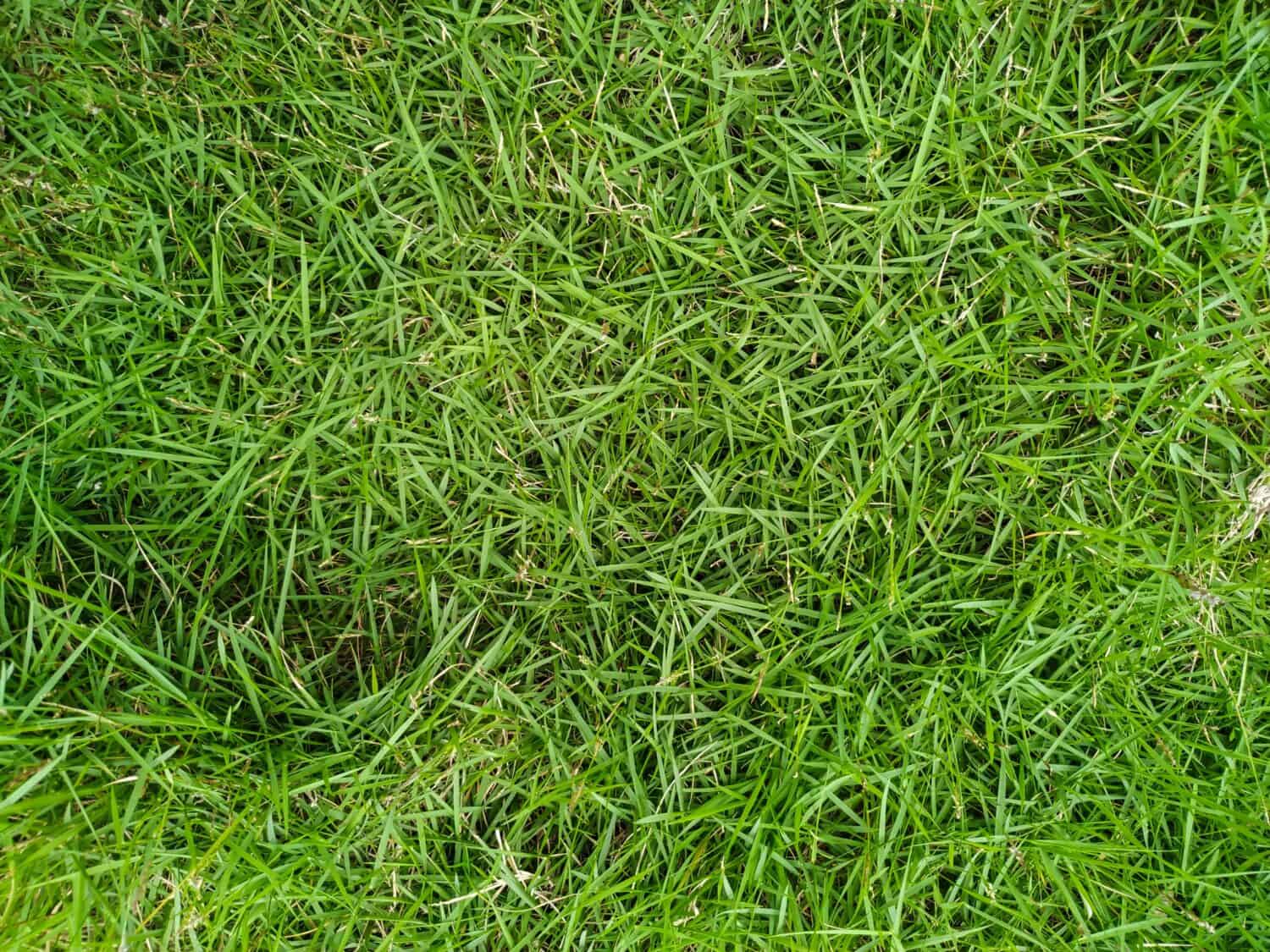 Zoysiagrass giapponese o Lawngrass coreano (Zoysia Japonica).  Specie della famiglia Poaceae e ordine Poales.  Fogliame verde naturale. 