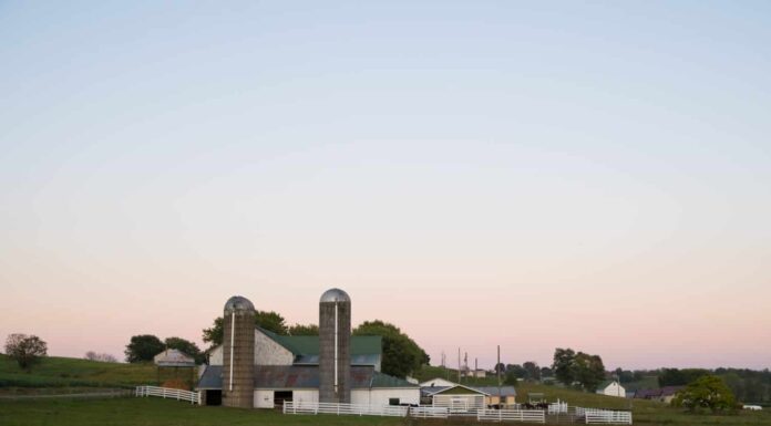 La sera cala su una scena di una fattoria rurale mentre il bestiame si nutre di fieno in una fattoria Amish vicino a Sugarcreek, Ohio.  Si possono vedere silos gemelli e un granaio di mais insieme a una staccionata bianca che racchiude il cortile.