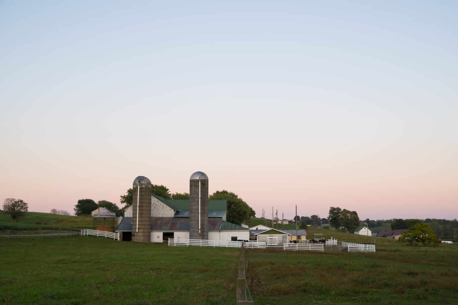 La sera cala su una scena di una fattoria rurale mentre il bestiame si nutre di fieno in una fattoria Amish vicino a Sugarcreek, Ohio.  Si possono vedere silos gemelli e un granaio di mais insieme a una staccionata bianca che racchiude il cortile.