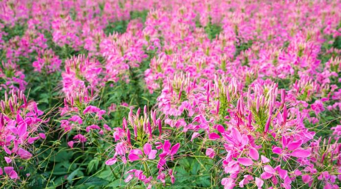 Pianta rosa delle api delle Montagne Rocciose, trifoglio puzzolente, (Cleome serrulata)