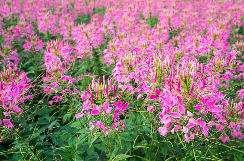 Pianta rosa delle api delle Montagne Rocciose, trifoglio puzzolente, (Cleome serrulata)