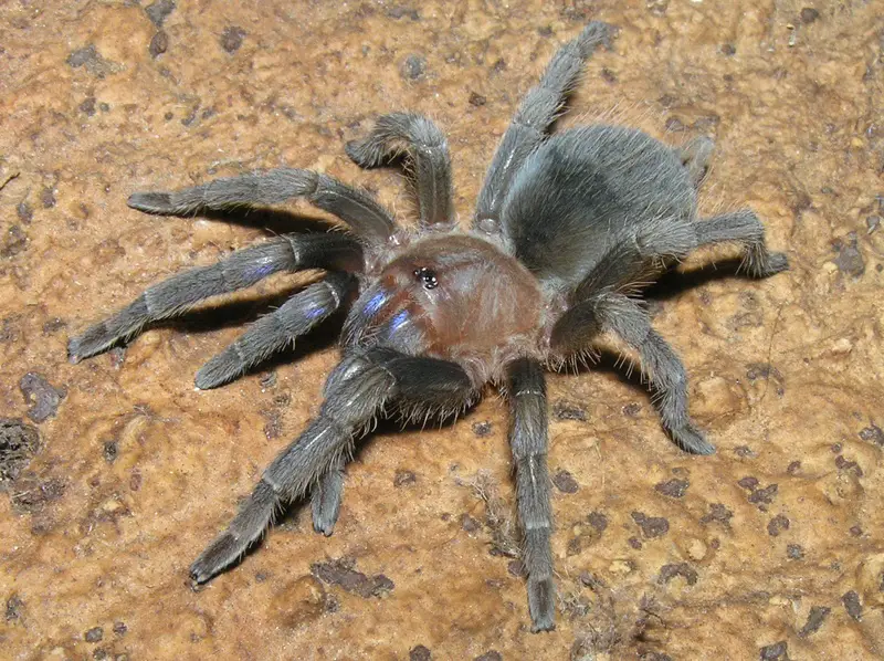 Tarantola Bluefront su una superficie marrone.